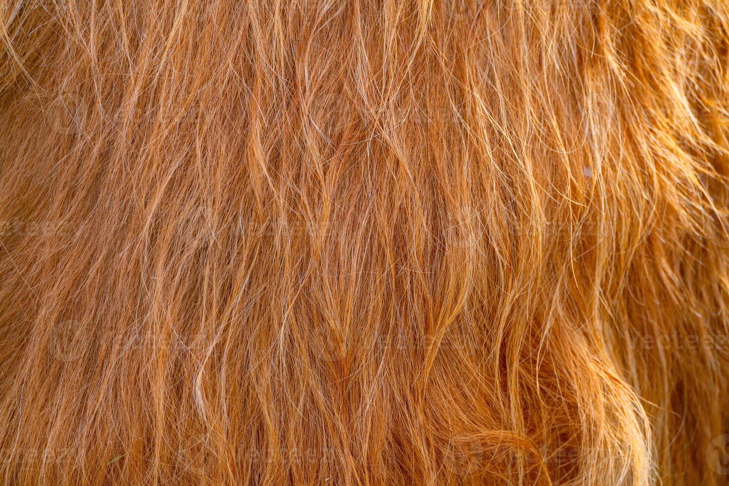 The texture of the brown skin of a Scottish cow. Thick fluffy red hair. photo