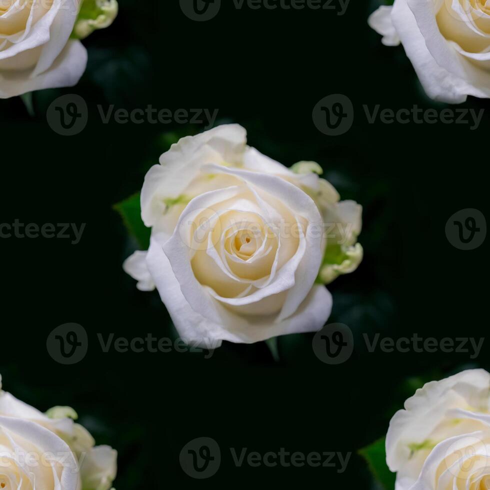 Beautiful white rose flowers. Blooming roses seamless pattern. Floral natural background. photo