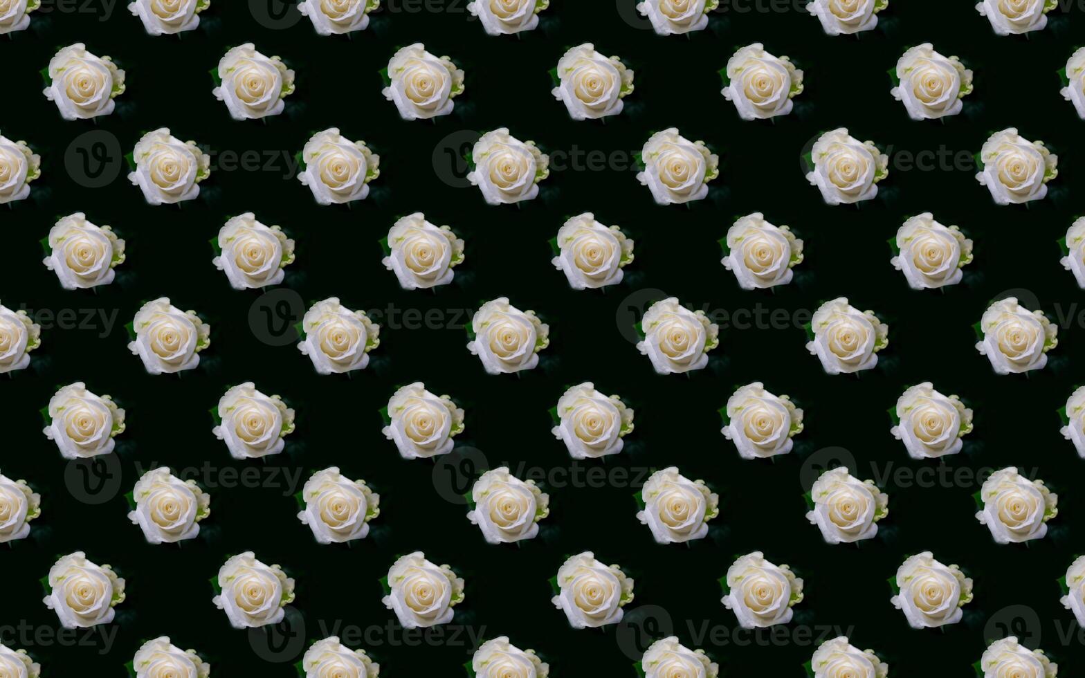 Beautiful white rose flowers. Blooming roses seamless pattern. Floral natural background. photo