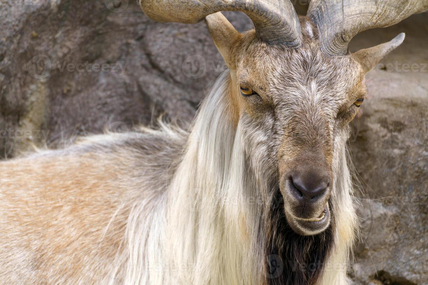 Wild goat on the rock. Herbivore in nature. photo