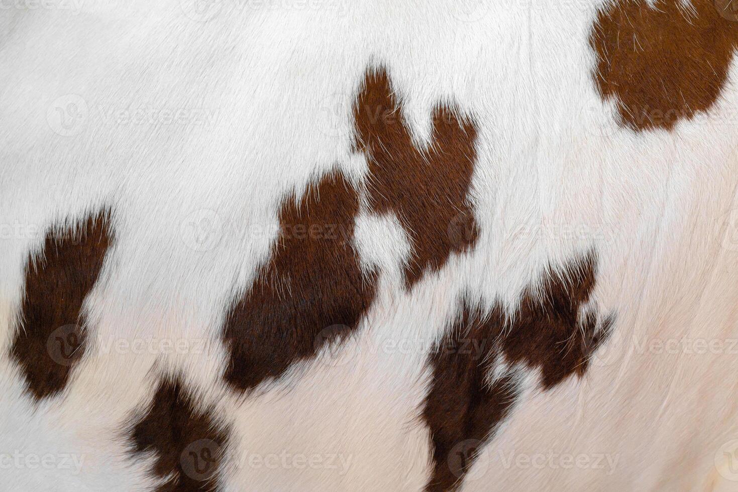 The skin of a white cow with brown spots. Animal fur. Natural background. Warm fluffy surface. photo