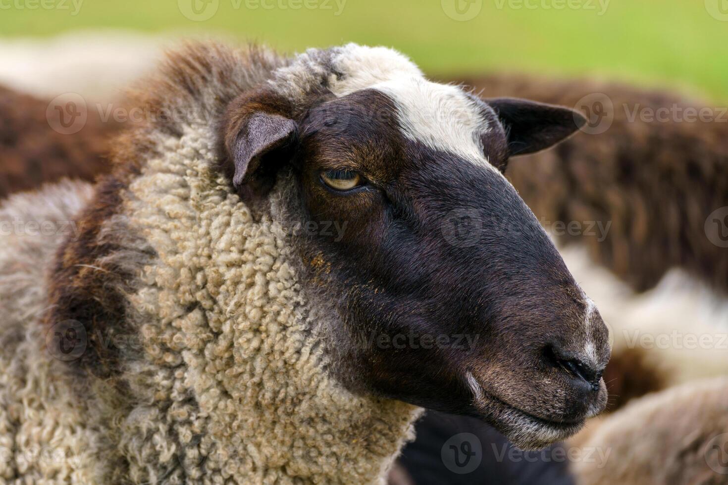 Sheep on the farm. Domestic animal sheep. photo