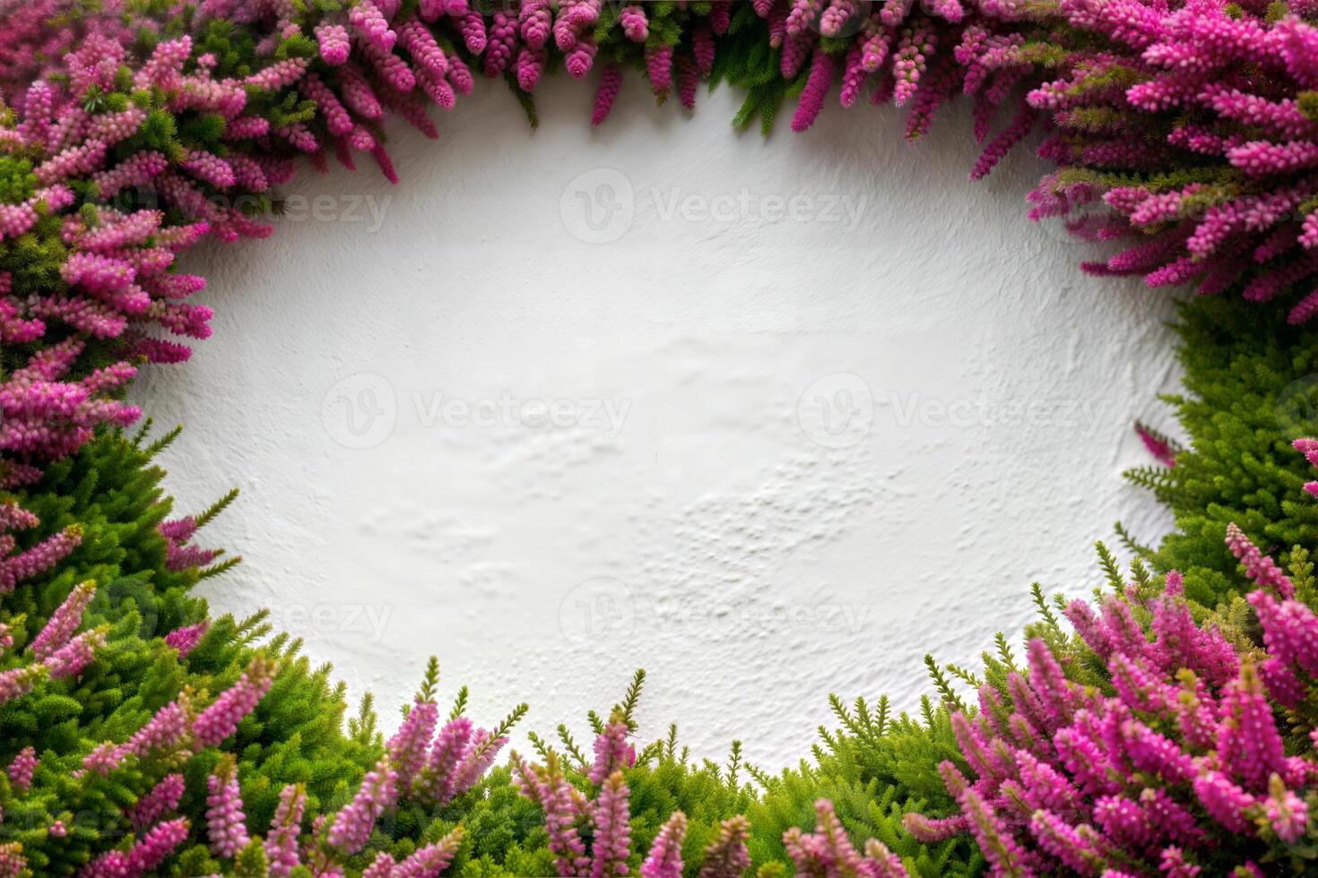 Heather flowers have an oval with a notch in the center with empty space for text or an image. Natural nature background. photo