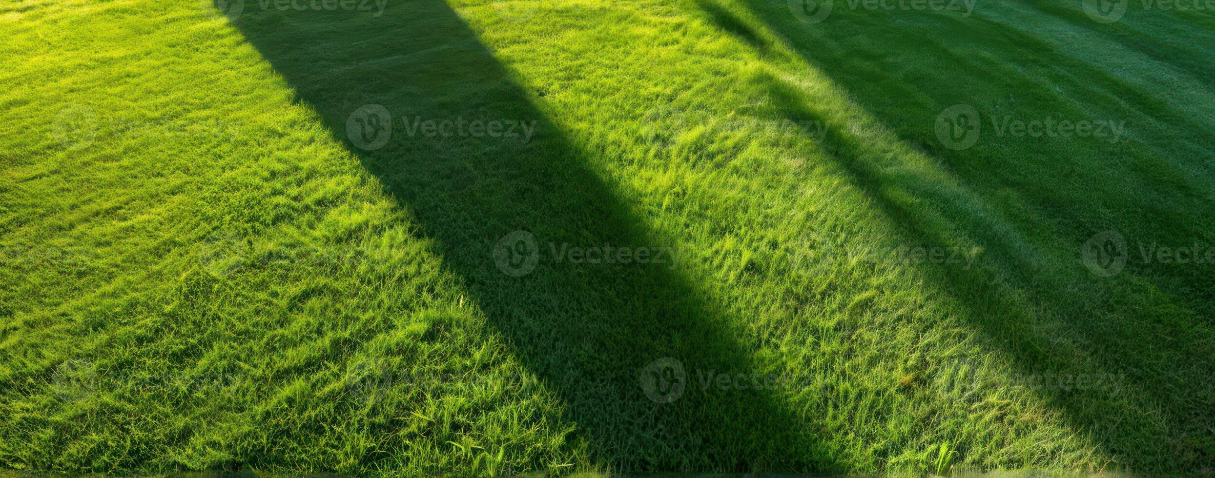 The shadow of a tree on the grass photo