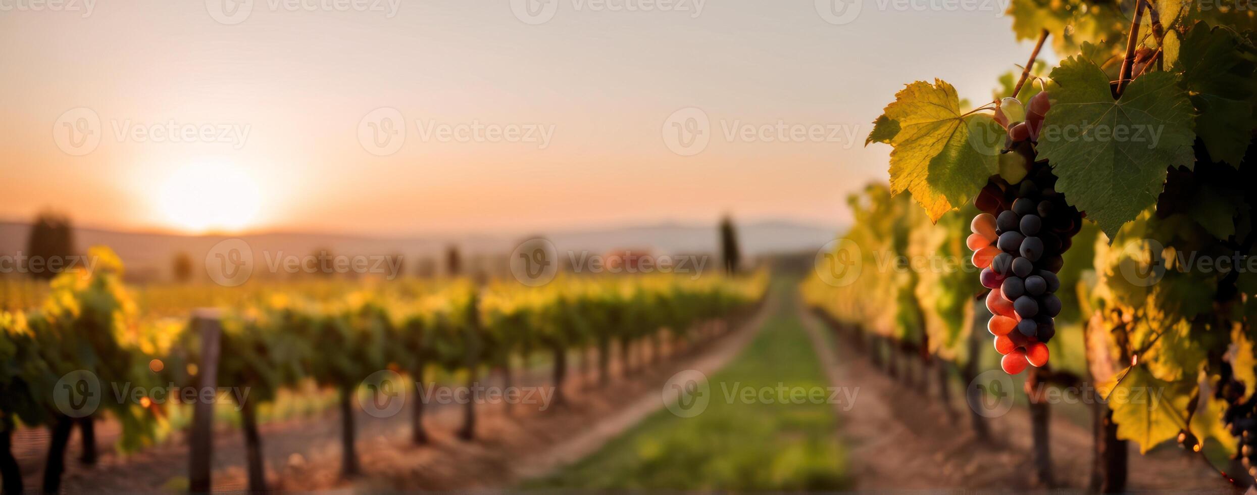 A vineyard at sunset with grapes hanging from the vines photo