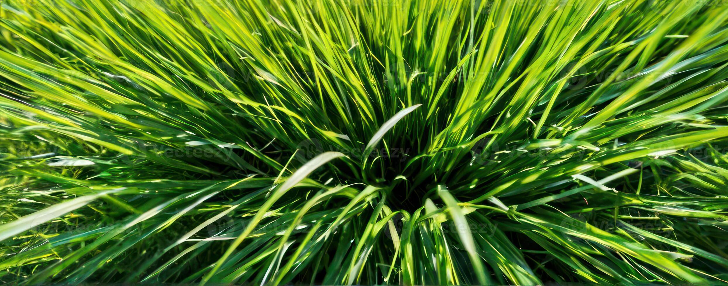 A close up of some green grass photo