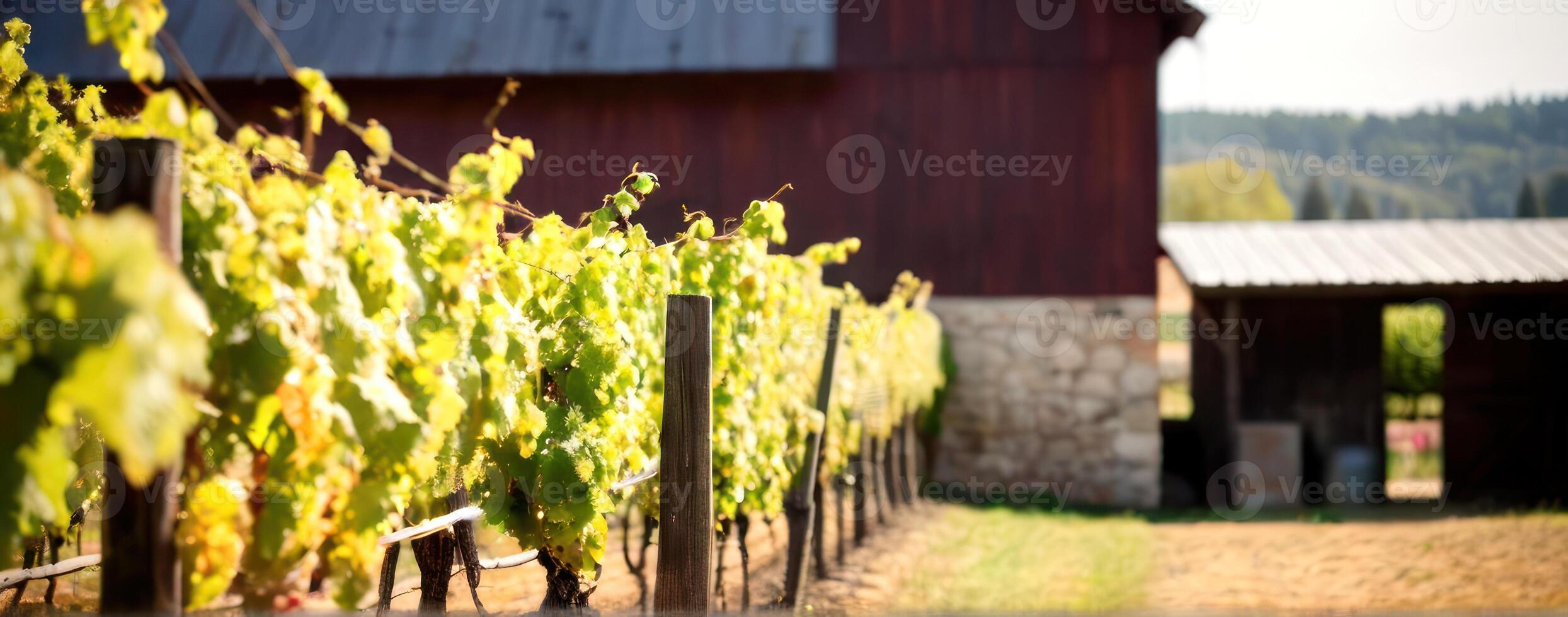 A row of vines in front of an old barn photo