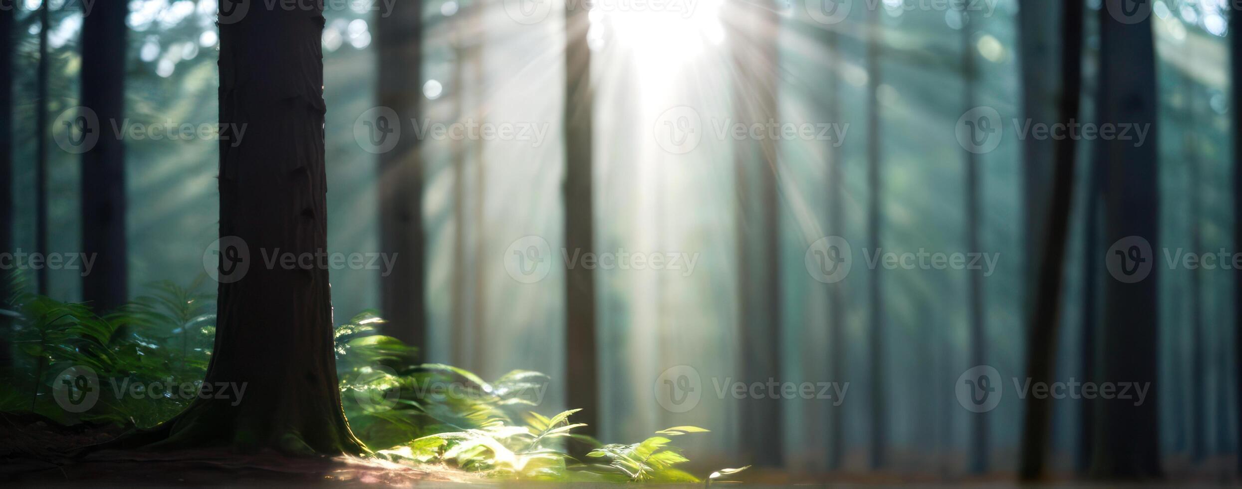 The sun shines through the trees in a forest photo