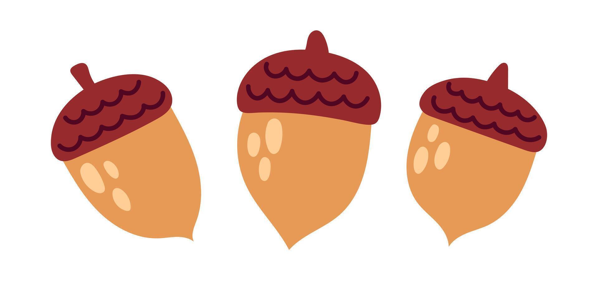 Acorn set. Oak nut, seed. Autumn cozy decoration elements. Flat illustration isolated on white background vector