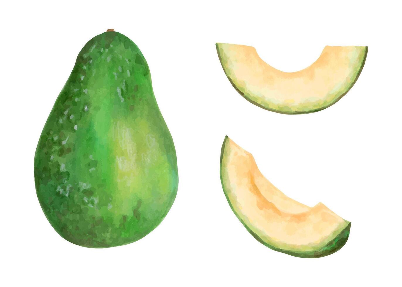 The fruit of a whole avocado and pieces of vegetable. Illustration with watercolor and marker. Hand drawn isolated art. Botanical plant painting for food or cosmetics packaging design. Cookbook vector