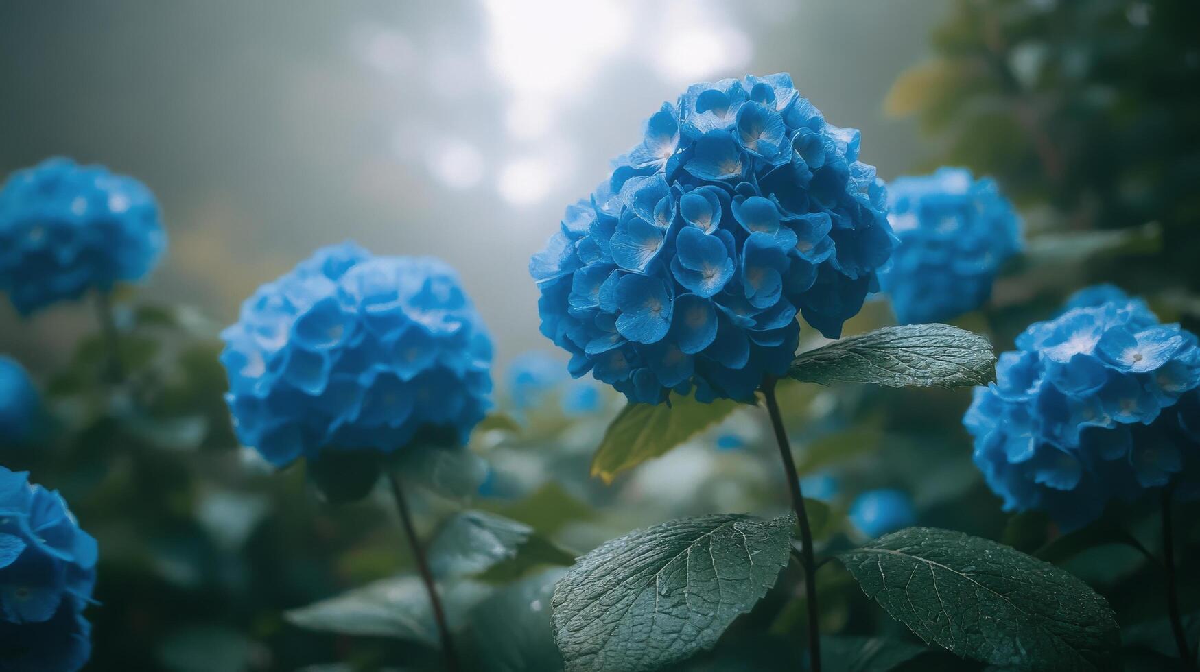 Vibrant blue hydrangeas blooming among lush greenery in a misty forest setting photo