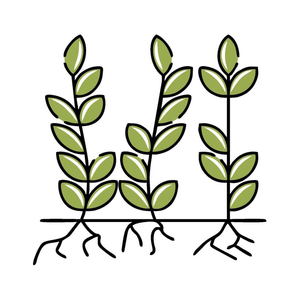 plant growth illustration vector
