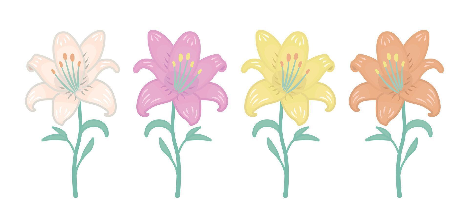 Lily flowers in white, pink, yellow and orange colors, buds with stems and leaves, colorful set vector