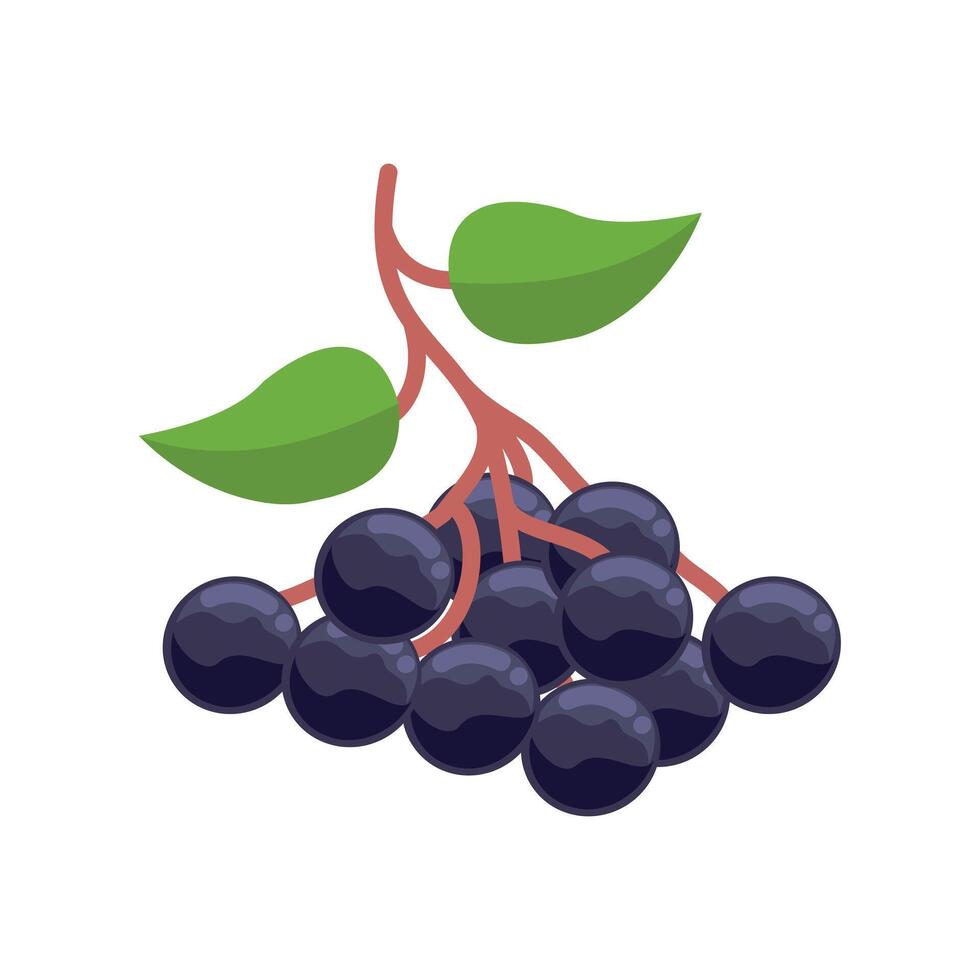 Bunch of ripe black grapes isolated on white background. Bunch of ripe black grapes for web design and other purposes. Design illustration elements with fruit theme vector