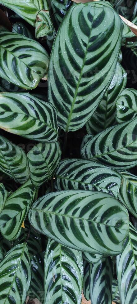 Calathea leaves displaying bold stripes and dewy texture photo