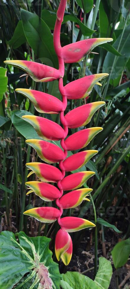 Vibrant pink and yellow Heliconia flower in tropical garden photo