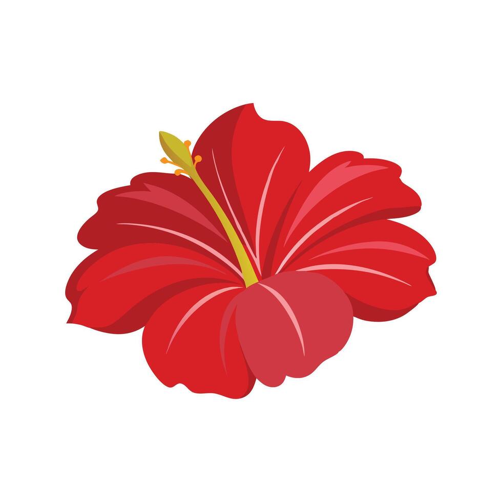 Flower hibiscus blossom petal isolated flat illustration on white background vector