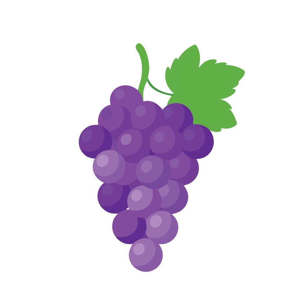 Purple grapes, showcasing rich hues and delicate brushstrokes that highlight their natural beauty. isolated flat illustration on white background vector