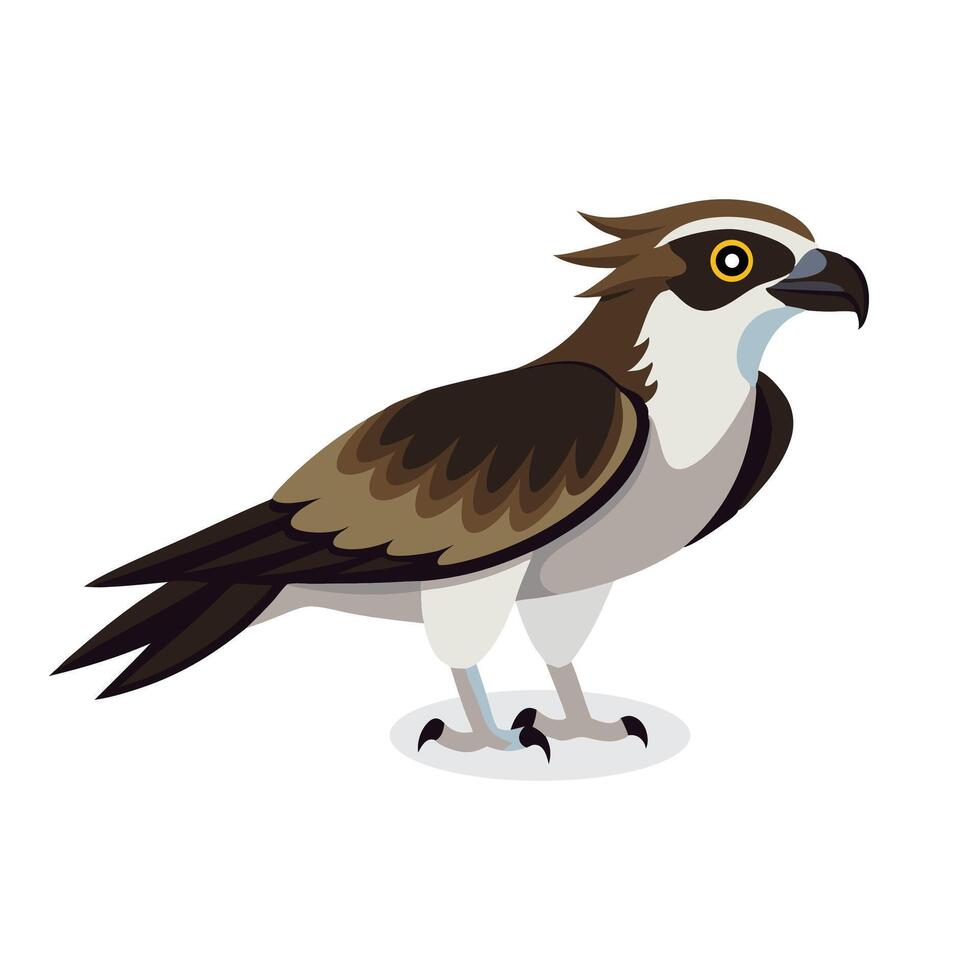 Osprey bird isolated flat illustration on white background vector