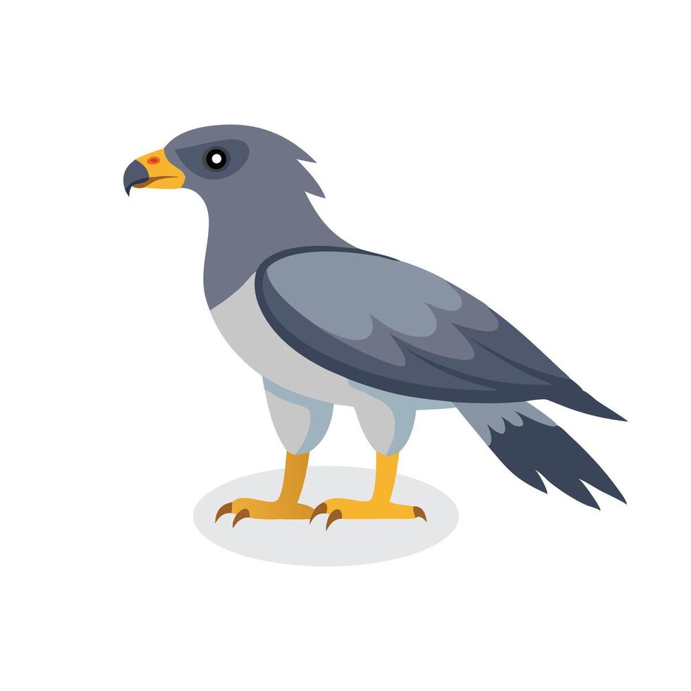 African Harrier Hawk bird isolated flat illustration on white background. vector