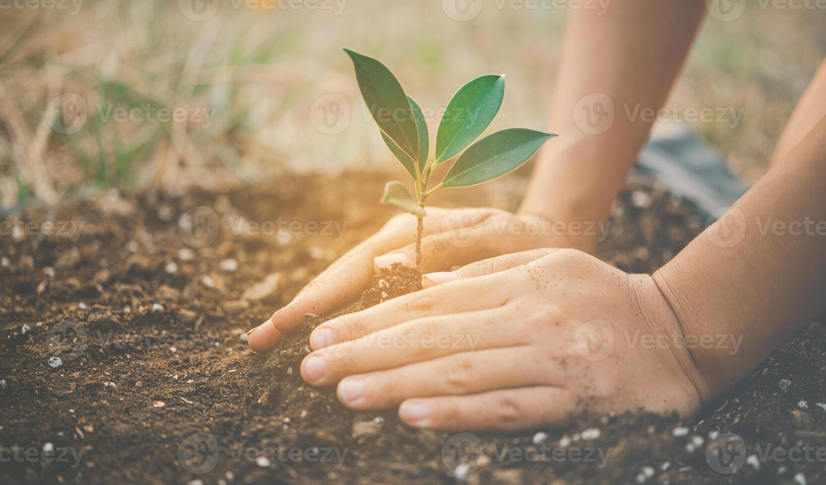 Two hands of was carrying of potting seedlings to be planted into the soil.- concept love world photo