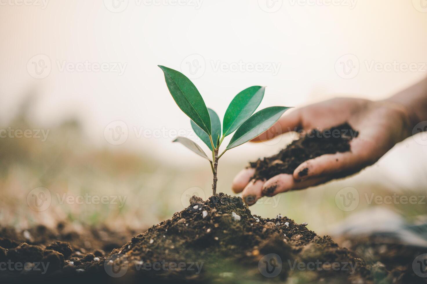 Two hands of was carrying of potting seedlings to be planted into the soil.- concept love world photo