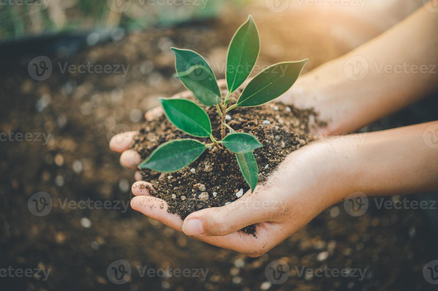 Two hands of was carrying of potting seedlings to be planted into the soil.- concept love world photo