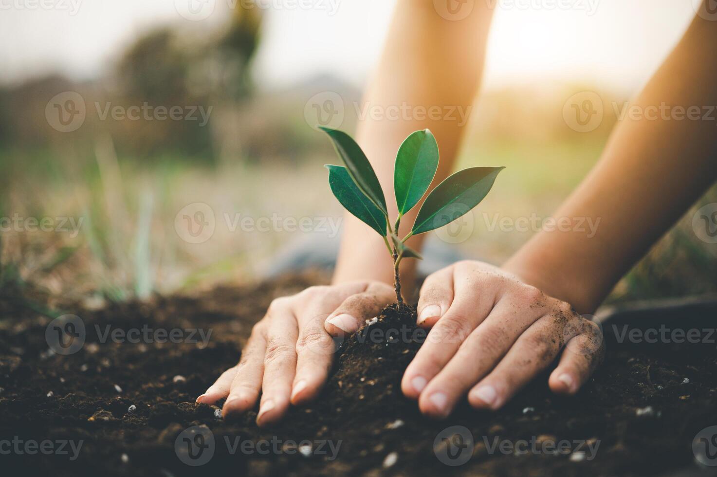 Two hands of was carrying of potting seedlings to be planted into the soil.- concept love world photo