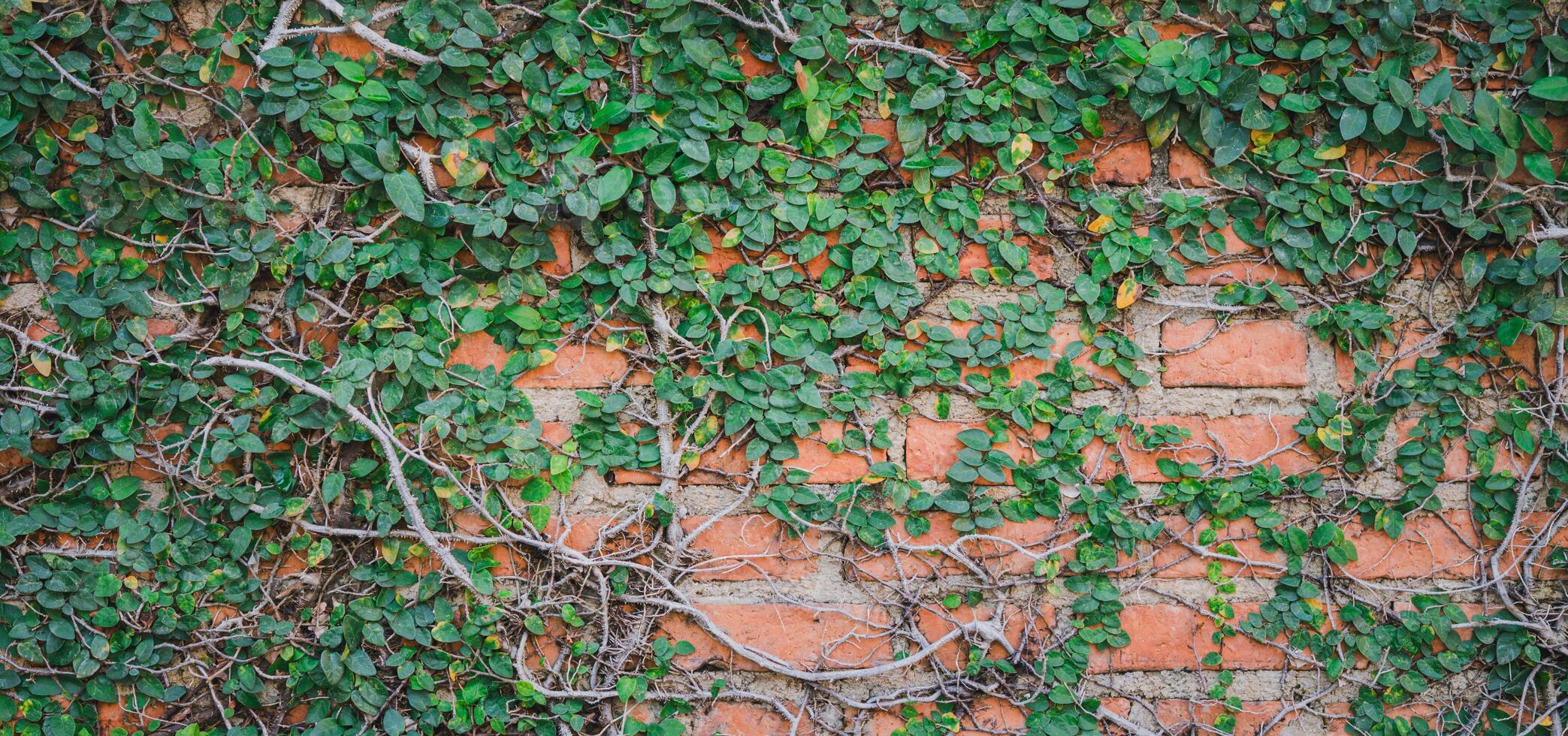 A wall covered in green vines photo