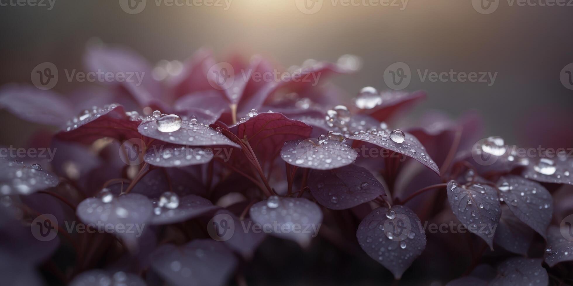 Serene morning dew on lush purple leaves. photo