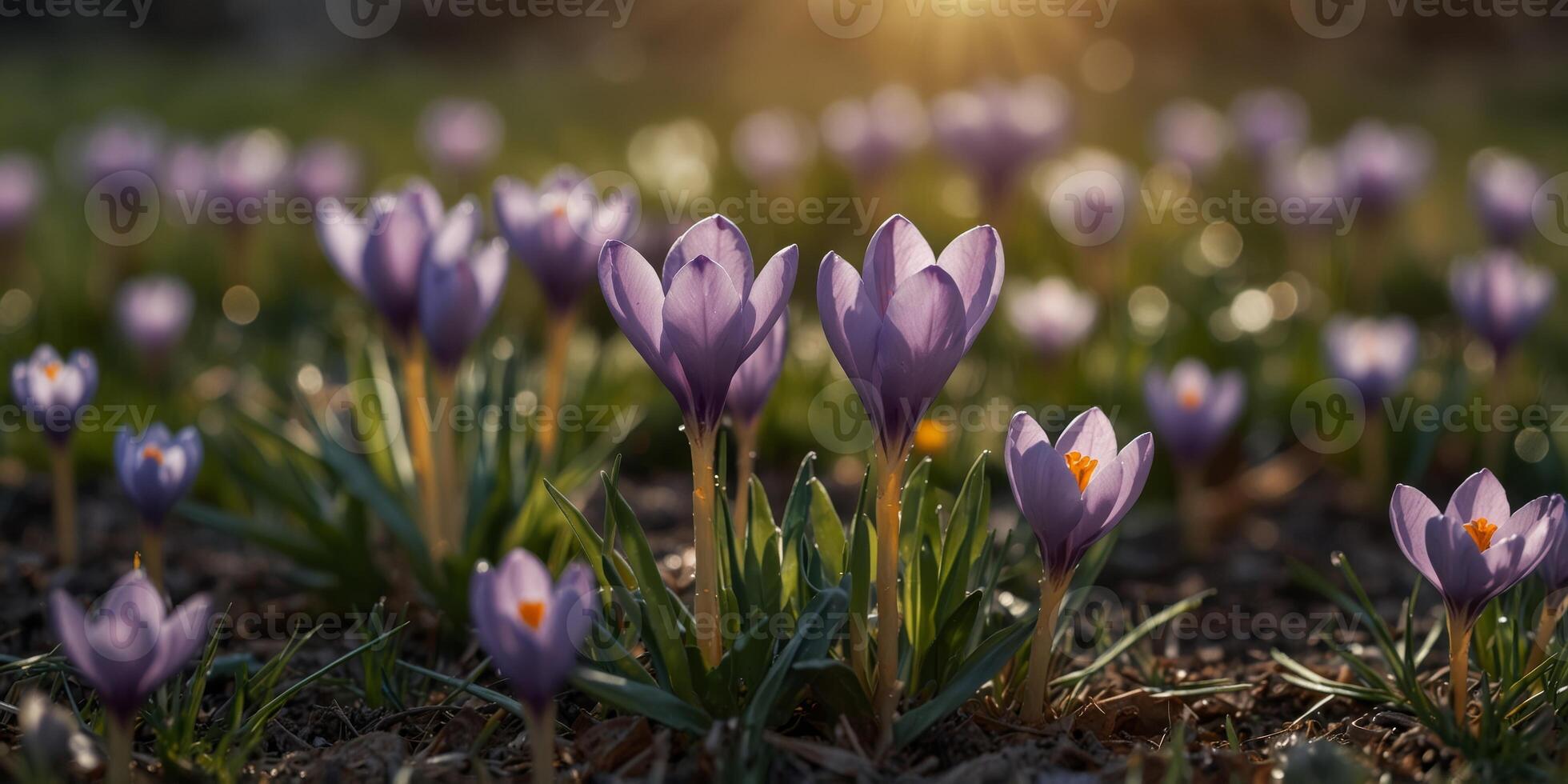Serene spring crocus bloom in sunlit meadow. photo