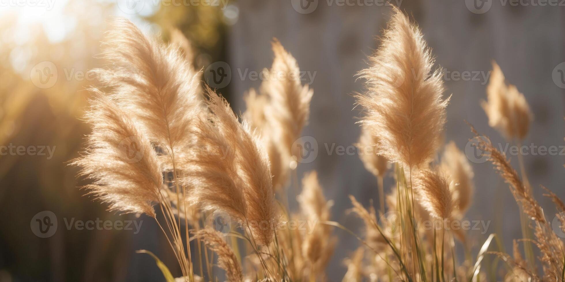 Serene sunlight casting shadows on wall with pampas grass. photo