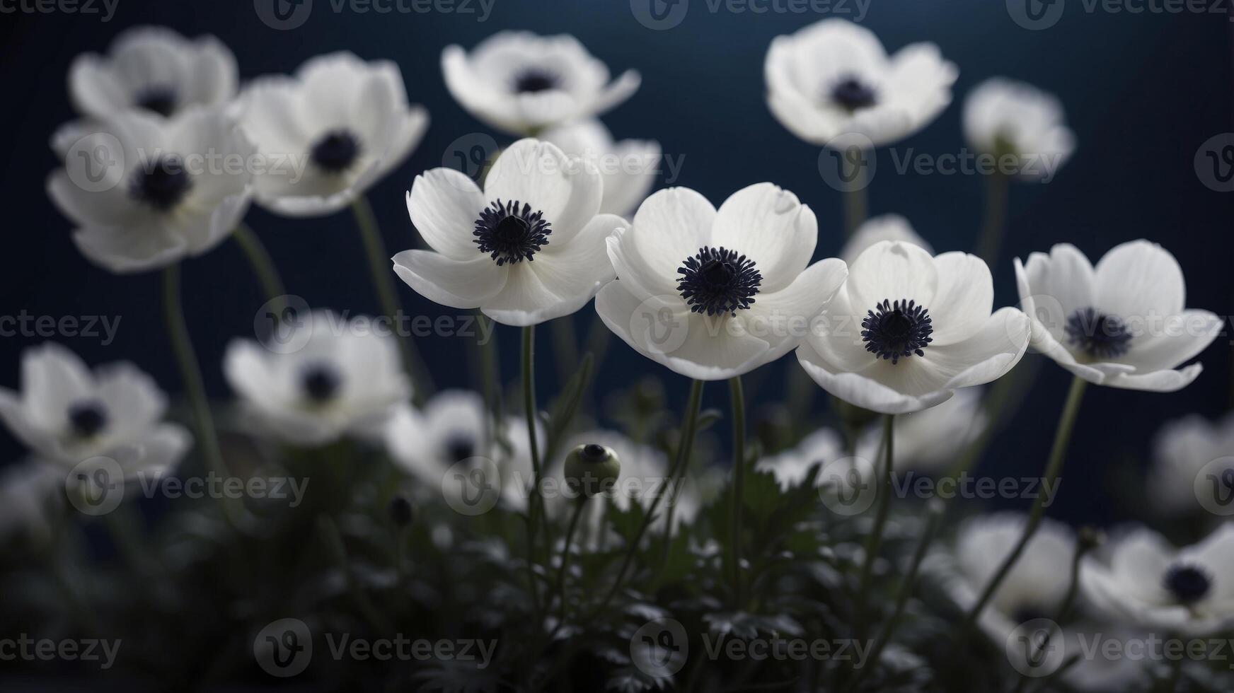 close up of white anemones with deep navy blue accents. photo