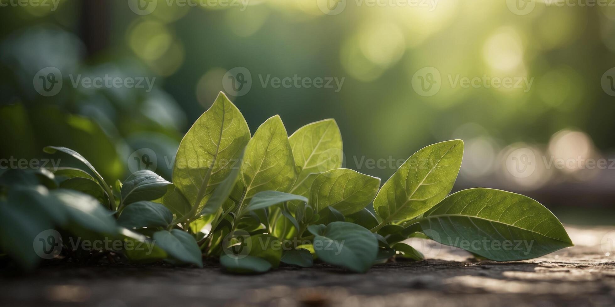 Serene green foliage with soft shadows and ambient light in natural background. photo