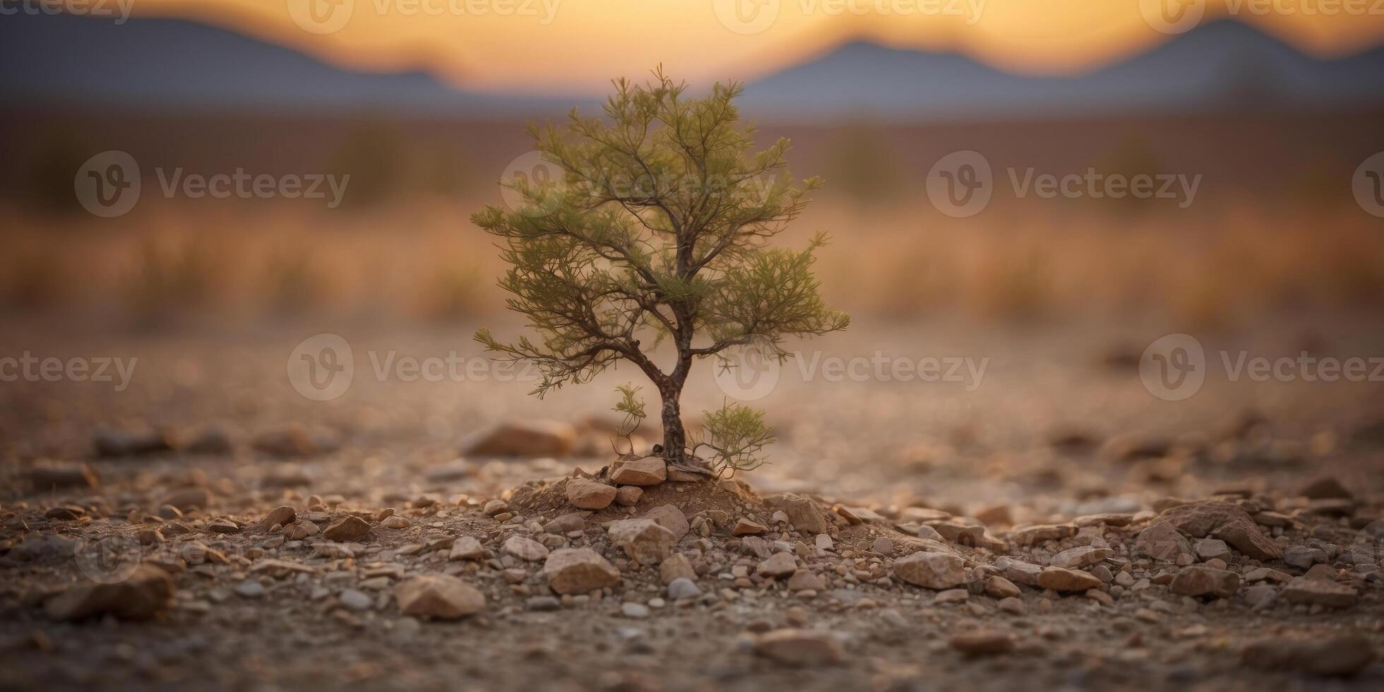 Metaphor of life struggling in arid land symbolizing the impact of drought and global climate change. photo