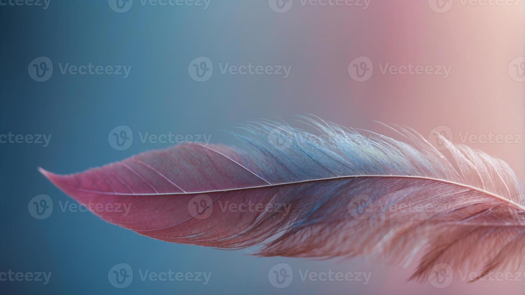 A close up of a feather with a pink and blue hue. photo