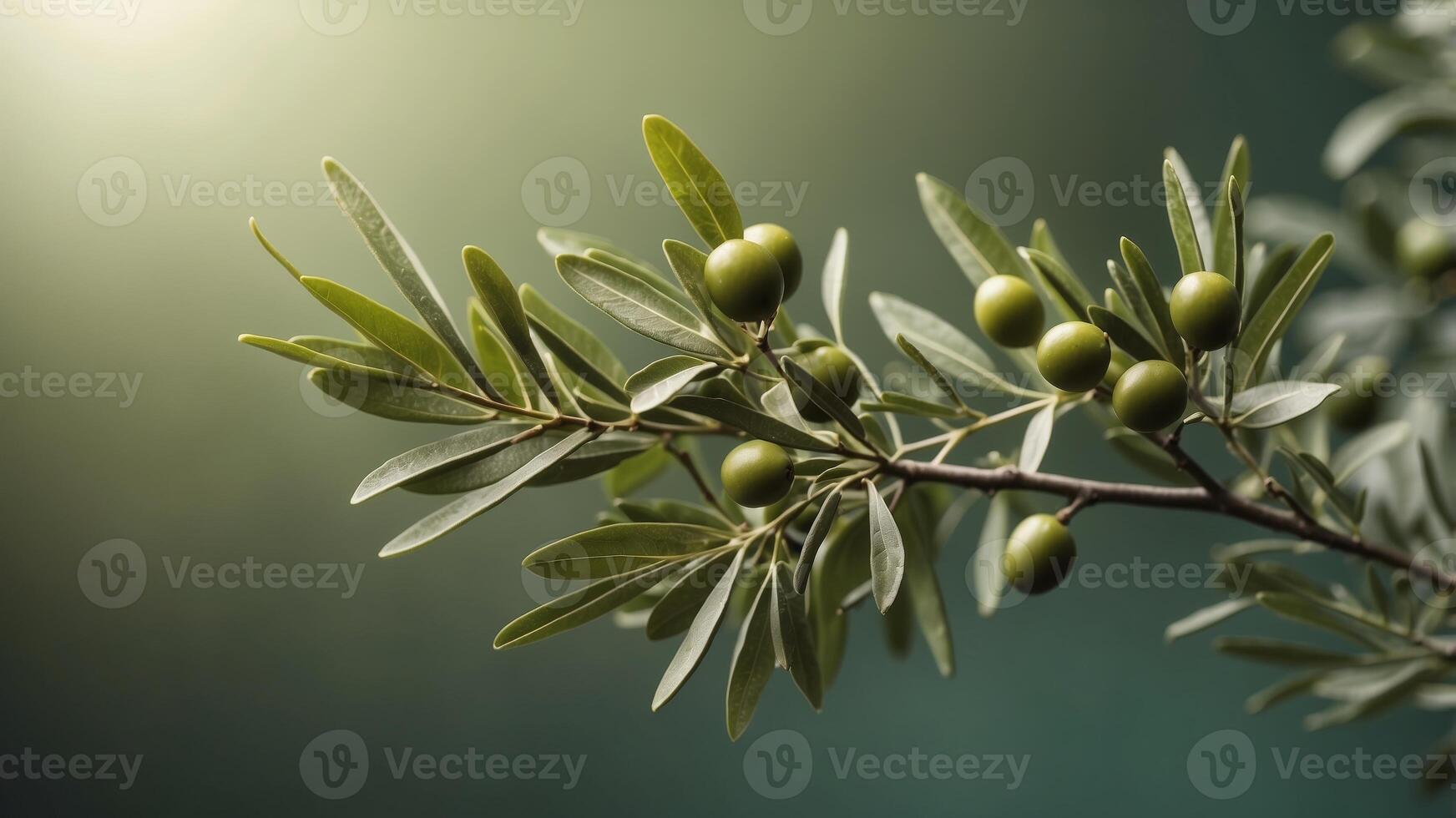 A leafy olive branch is on a green background. photo