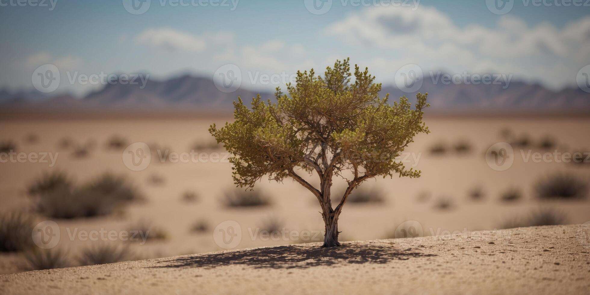 A solitary bush in the vast desert landscape. photo