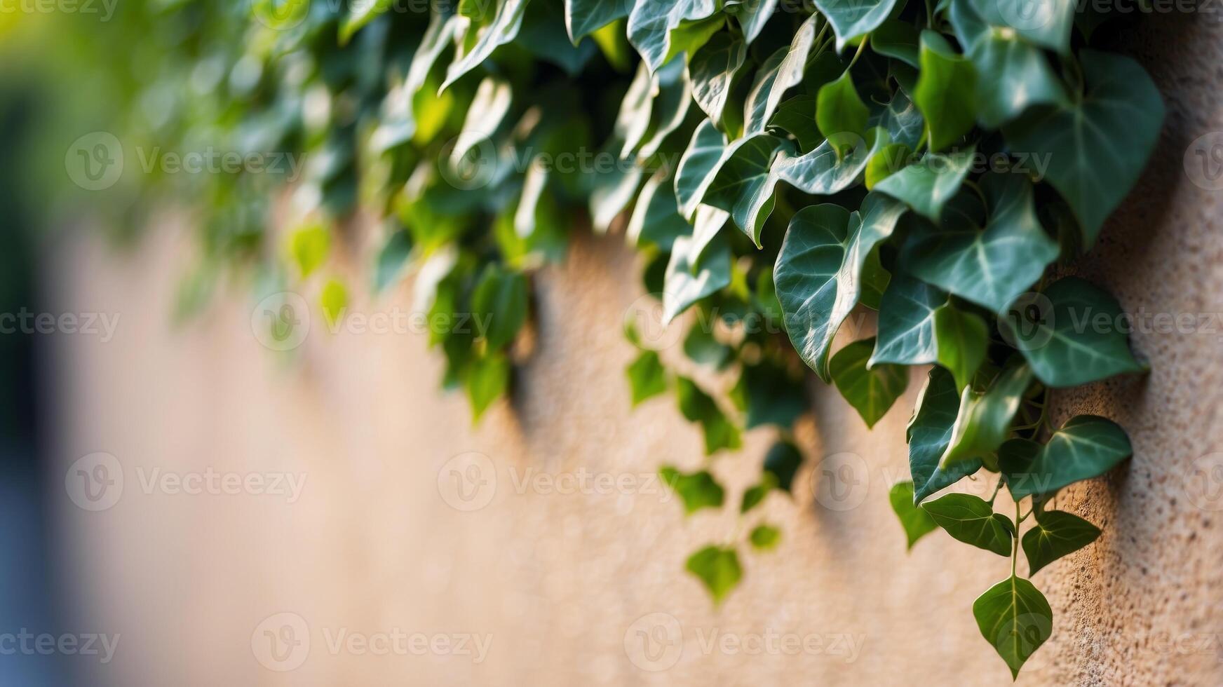 A Dense Patch of Green Ivy Leaves Growing on a Wall. photo