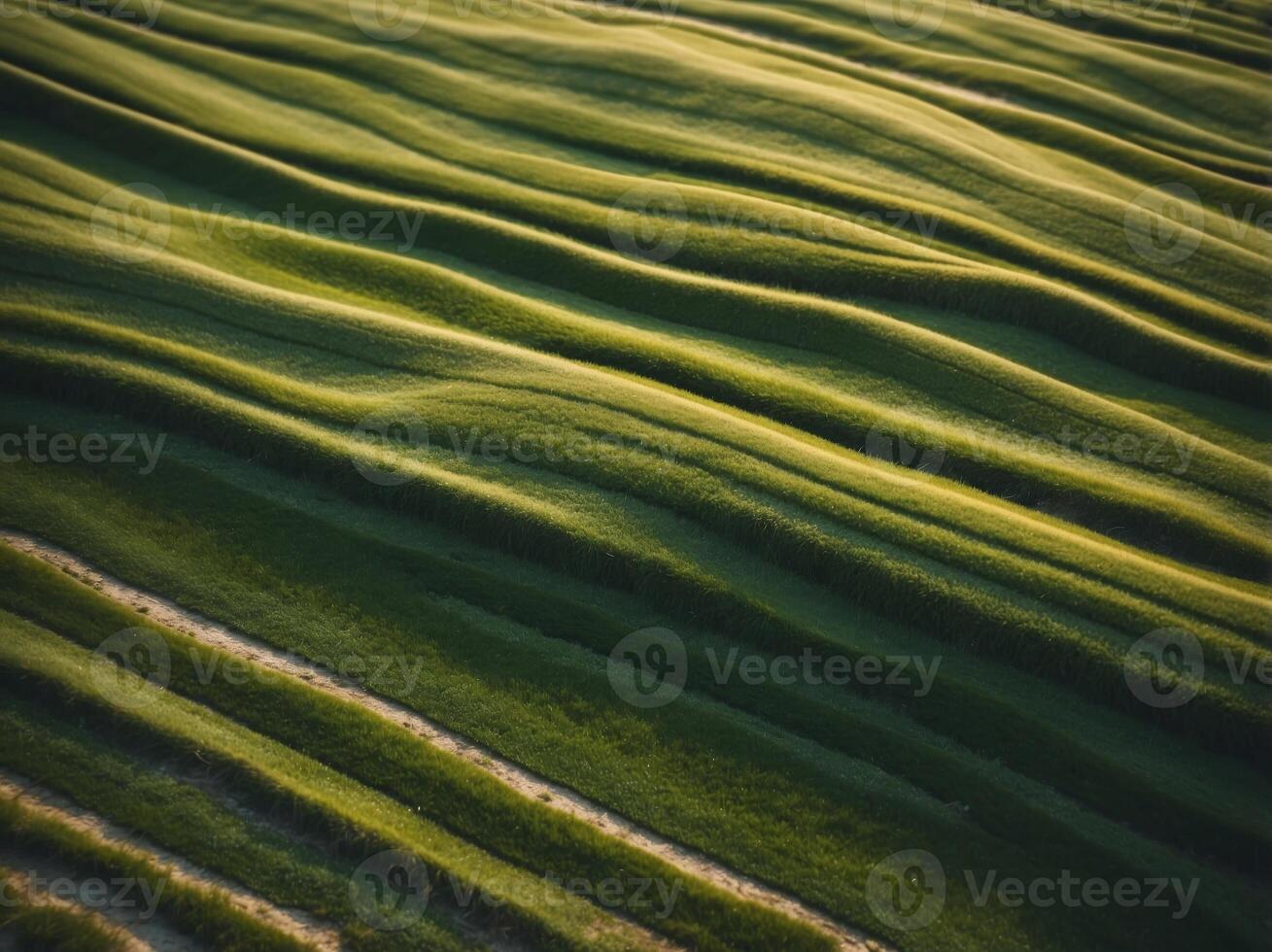 Aerial View of Green Grass Field with Stripes. photo