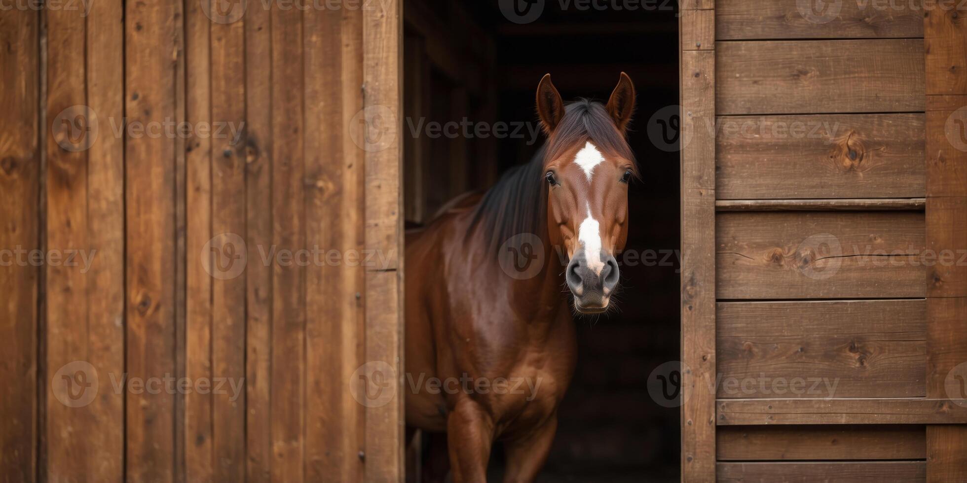 Brown horse peeking through a wooden stable door. photo