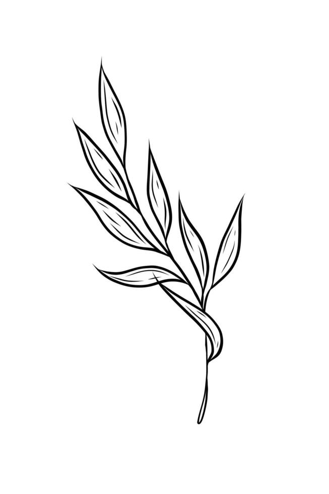 twig with leaves. Hand drawn graphics, line art in doodle style. Single element. Botanical illustration, tattoo sketch, outline. vector