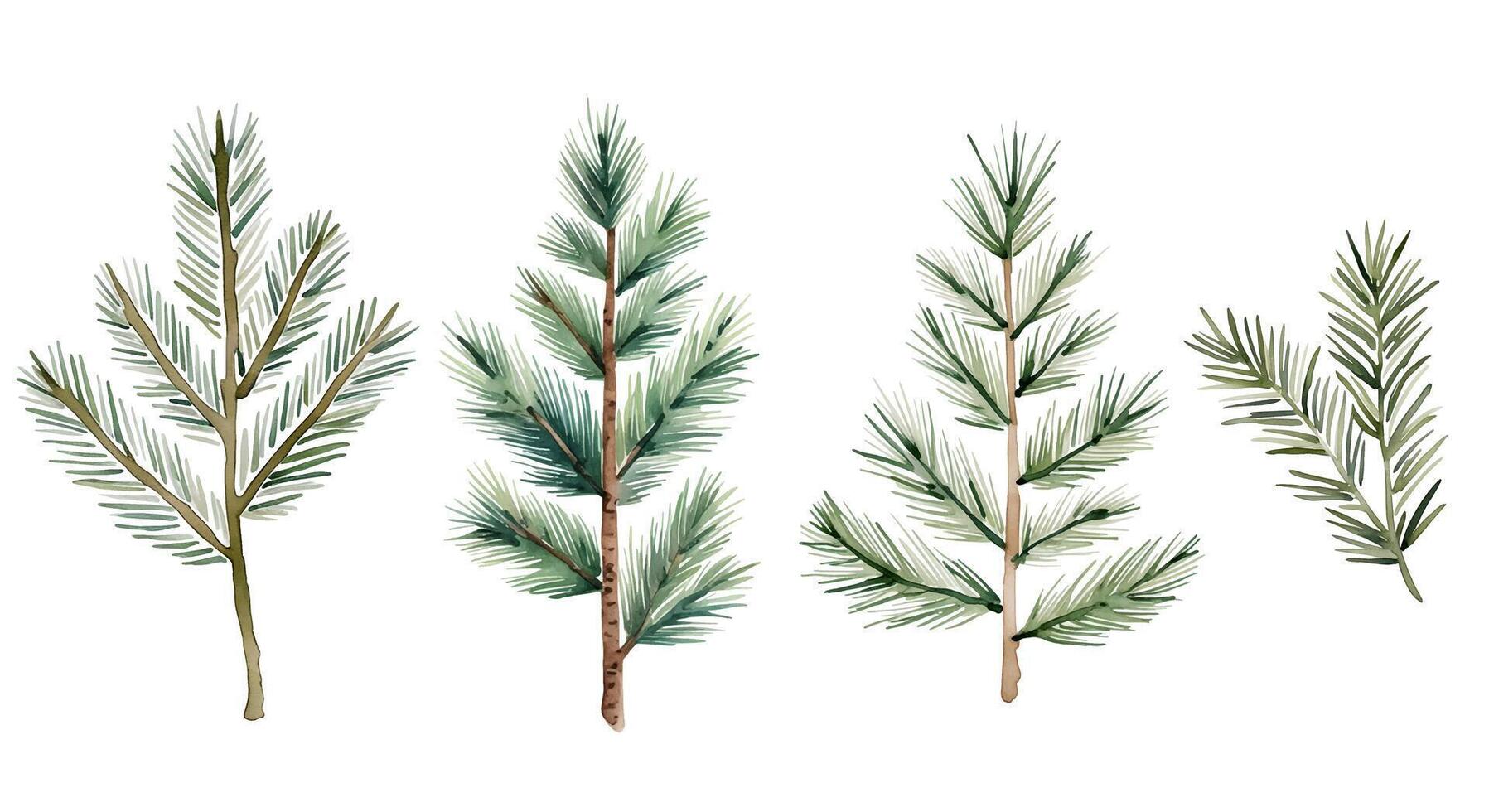 Watercolor fir branches set. Green spruce branch. Hand drawn illustration with pine vector