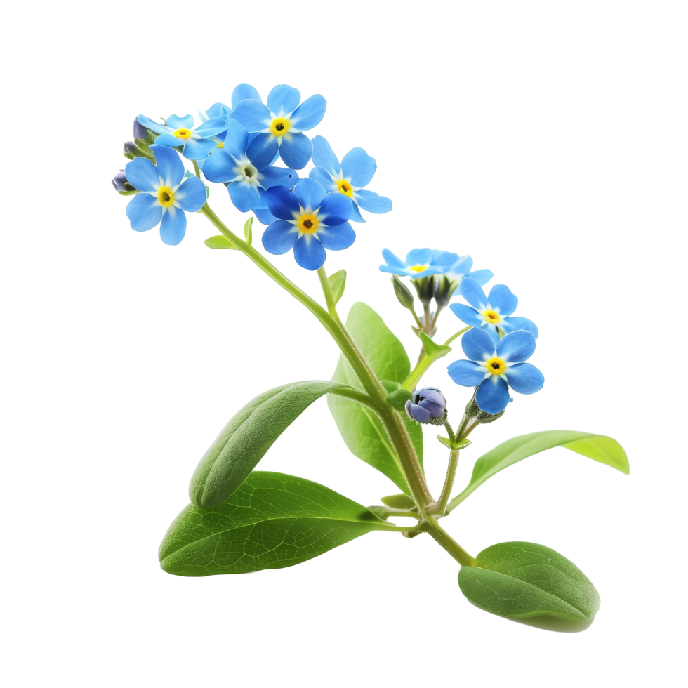 Delicate blue forget-me-not flowers display vibrant blooms and lush green leaves against a clean transparent background png