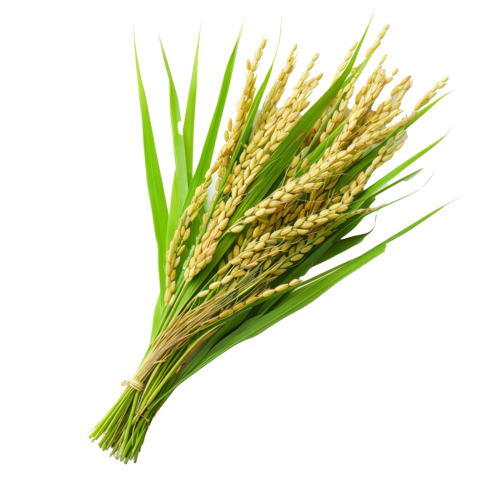 Bundle of ripe rice grains with green leaves arranged artistically in a natural setting captured during harvest season png