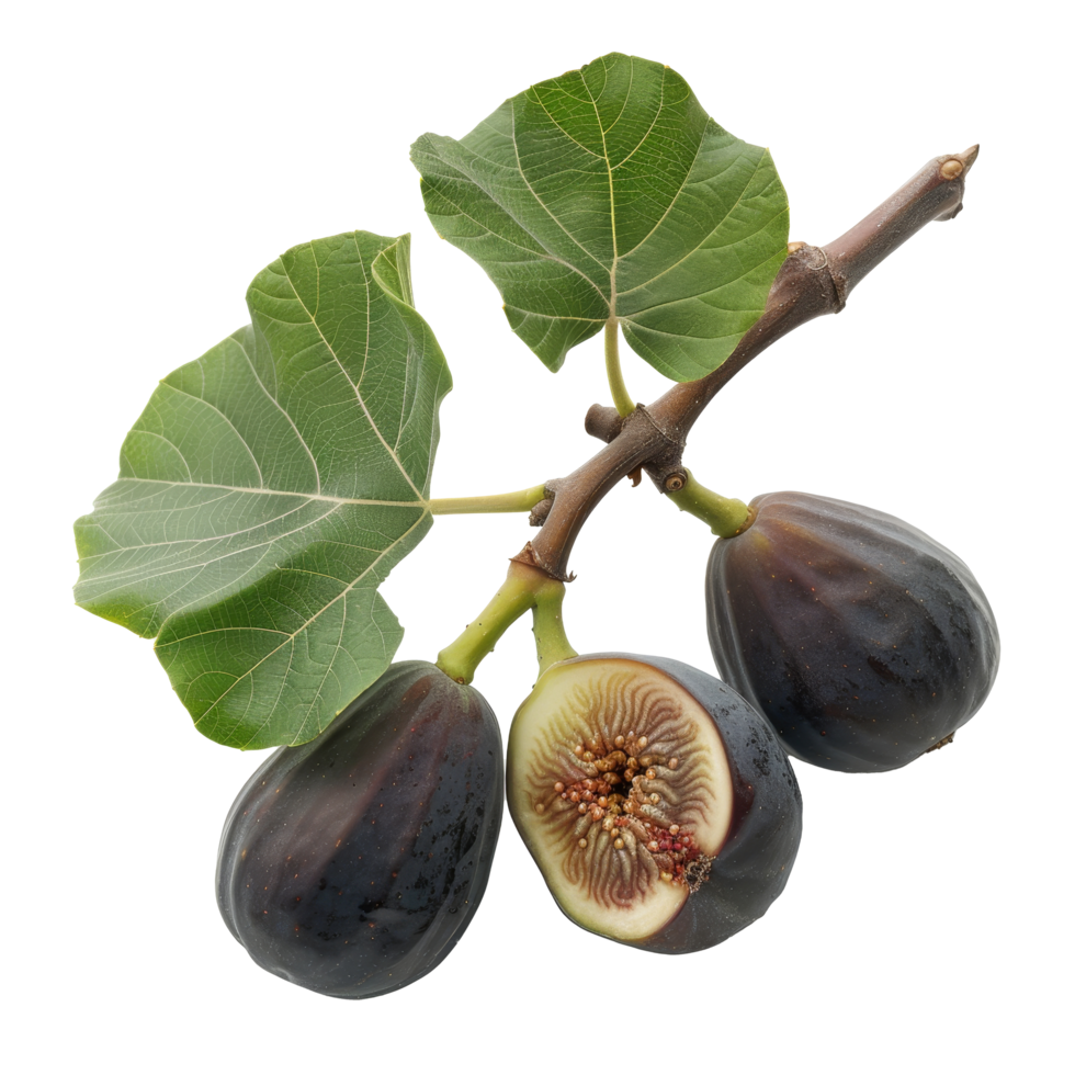 Fresh figs with leaves displayed on a clean background, showcasing their vibrant color and unique texture for culinary inspiration png