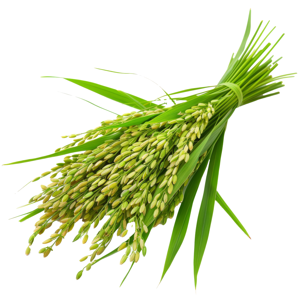 Fresh green rice plant bundle with grains harvested in a rural field during late summer in a sunny atmosphere png