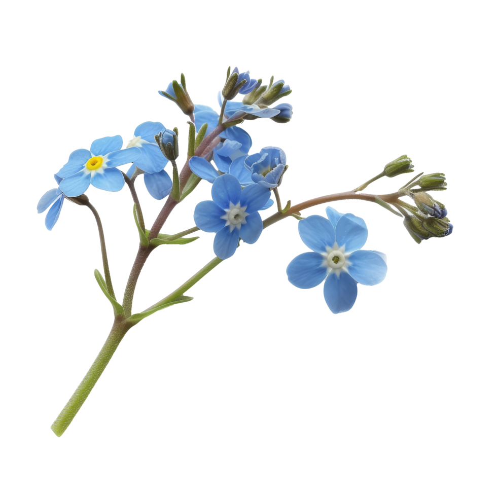 Delicate blue forget-me-not flowers arranged gracefully on a transparent background, showcasing their vibrant colors and unique structure png