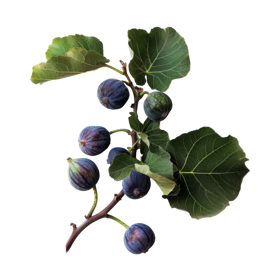 Fresh figs with green leaves arranged elegantly on a transparent background showcasing their natural beauty and vibrant colors png