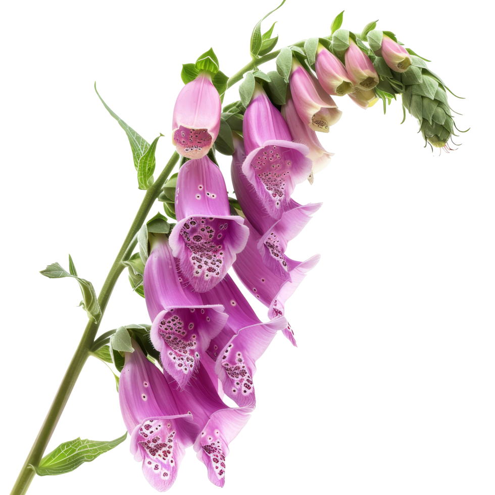 A vibrant display of pink foxglove flowers in full bloom, showcasing their unique bell-shaped structure against a bright background png